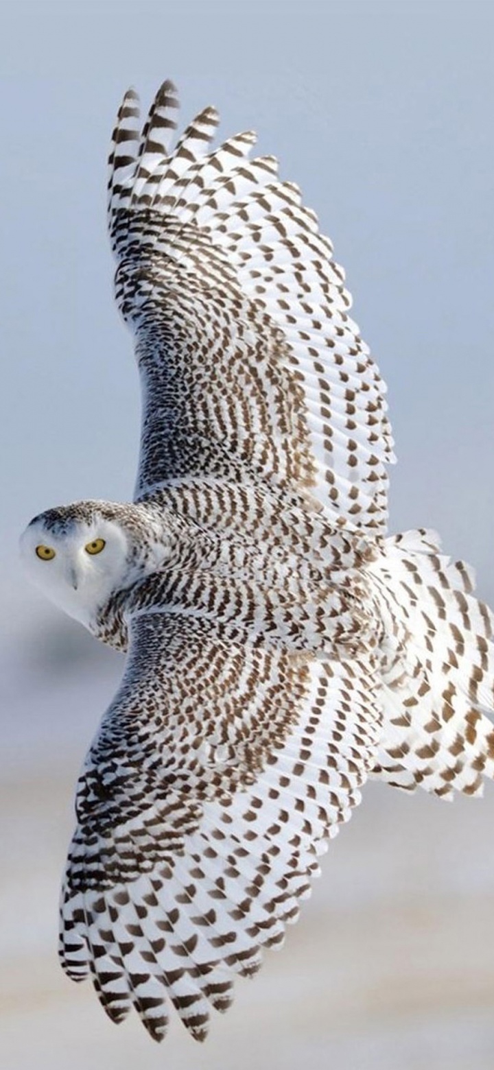 Bird Wallpaper
