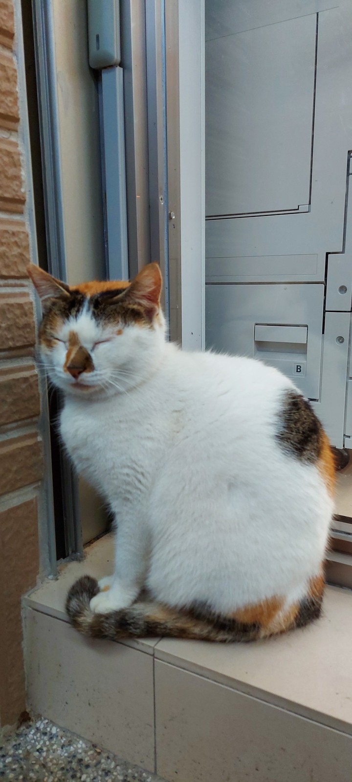 cats village