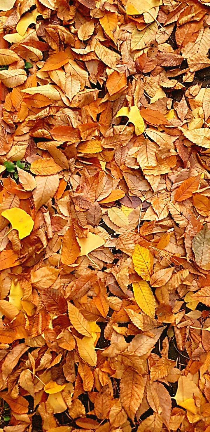 fall leaf