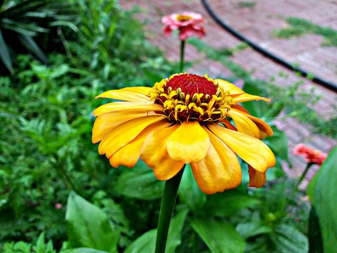 A beautiful photo from the summer