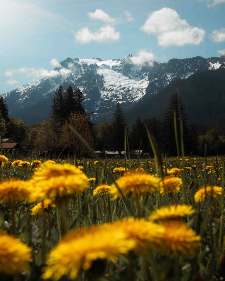 Mountains and flowers