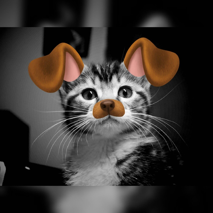 Snapchat Gatitis