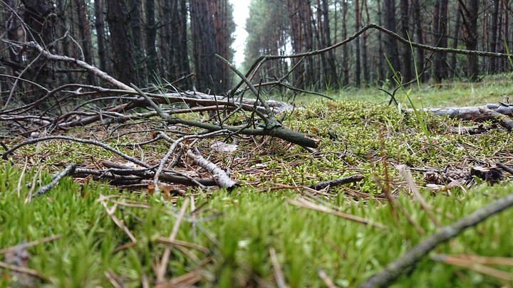 Forest