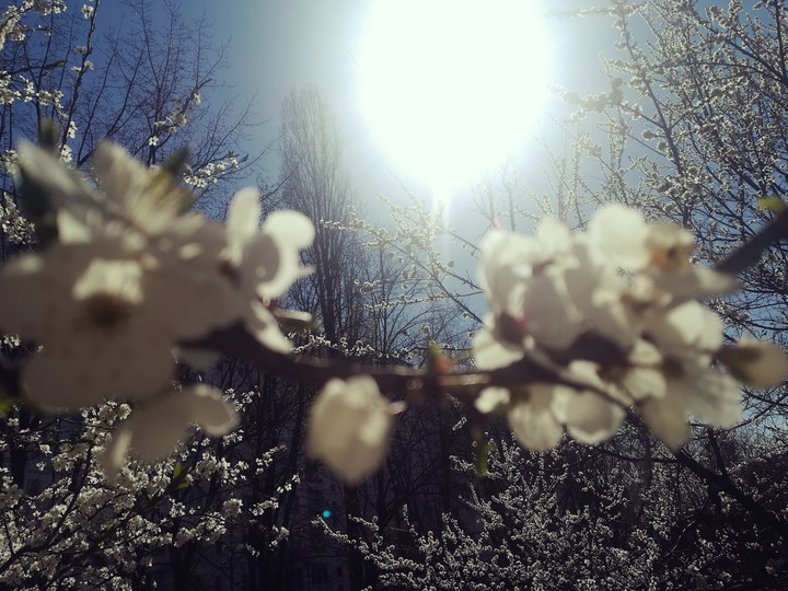 Spring love