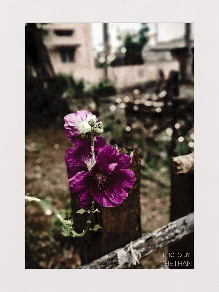 flower