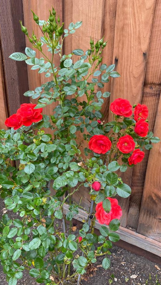 Red Rose