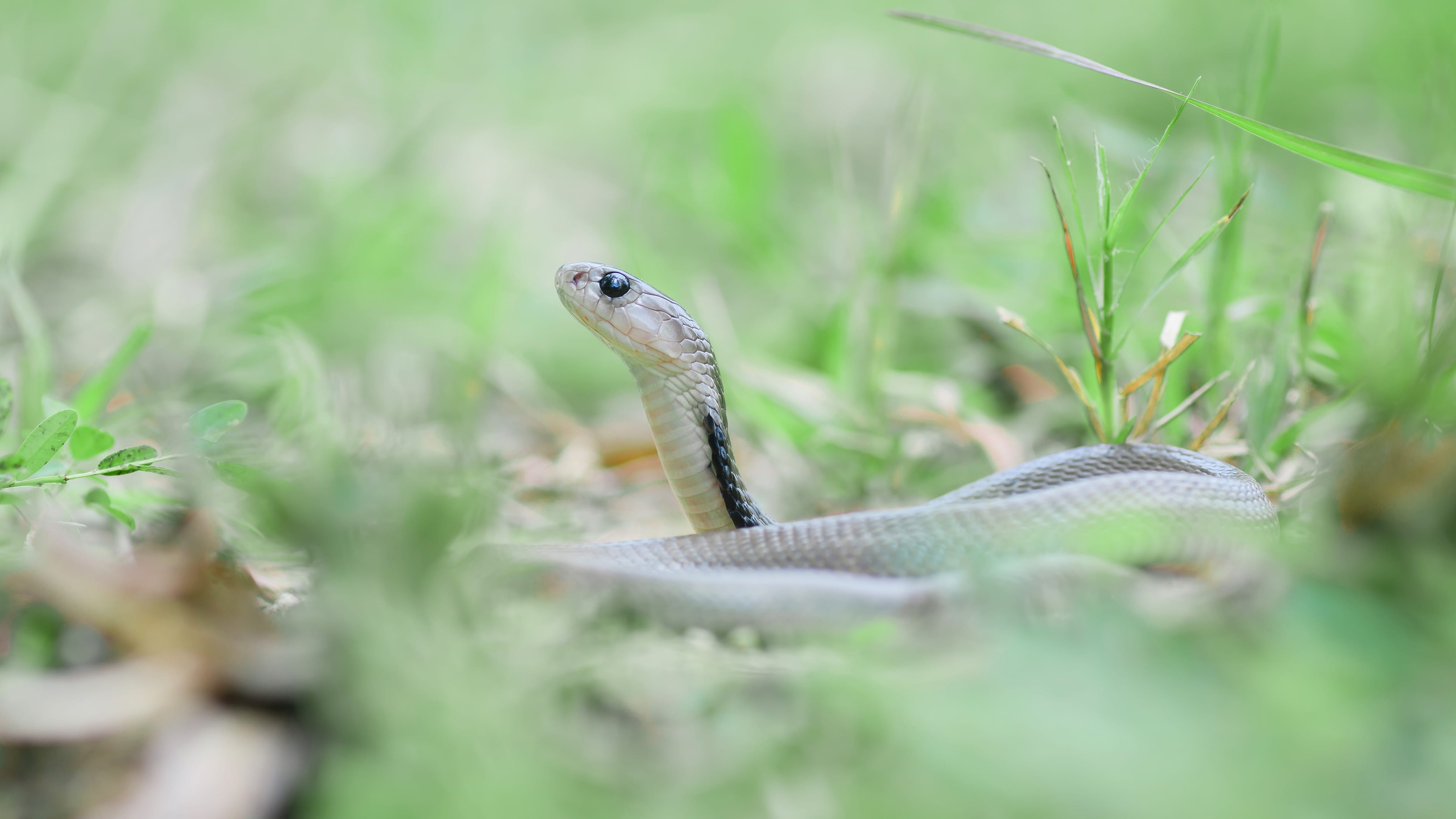 tapety snakes, reptile