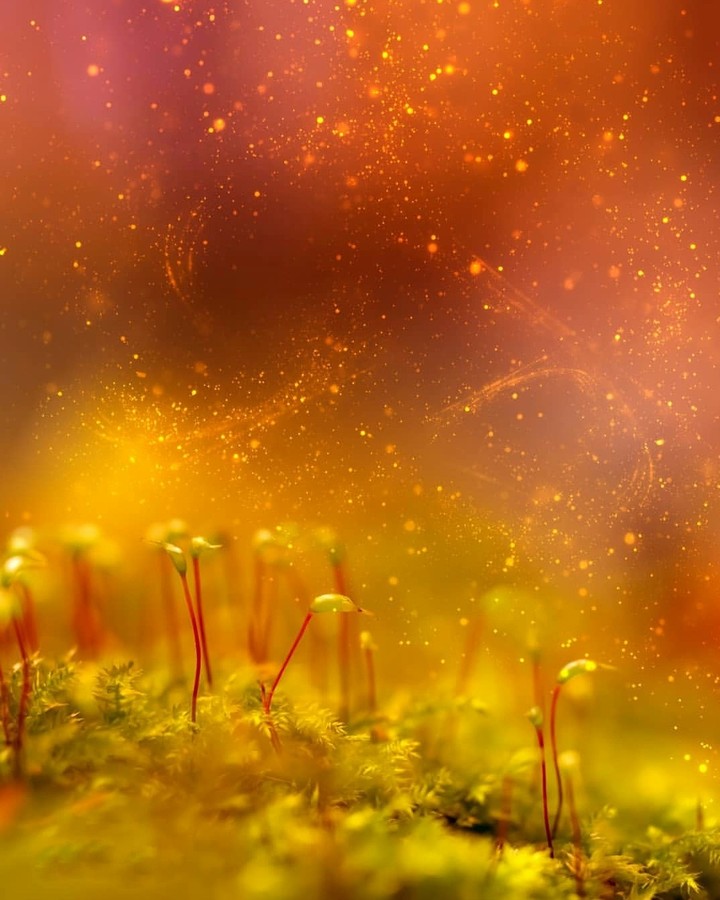 moss