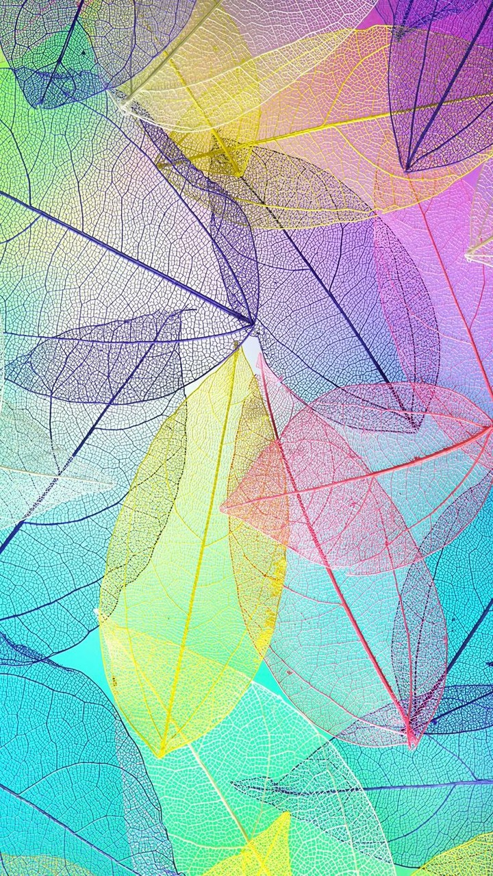 colourful leave