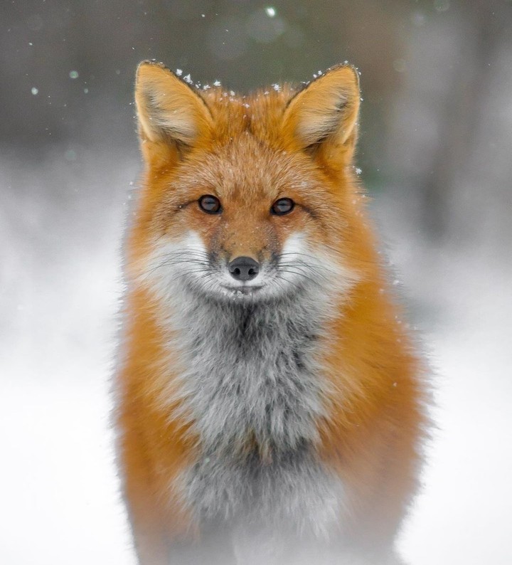 #fox