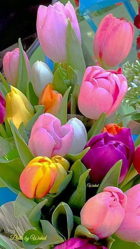 fleurs #couleurs#nature#