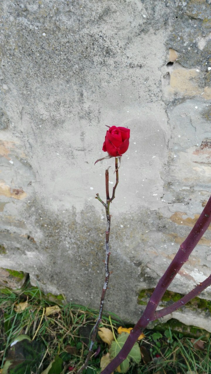 without leavs