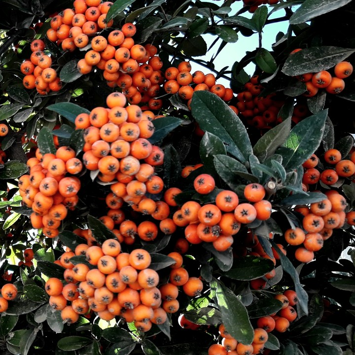 Yemiş