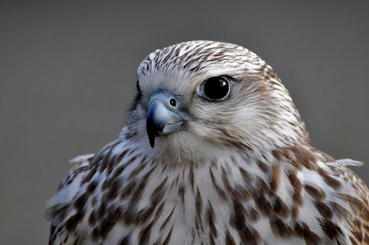 4k HawkEye