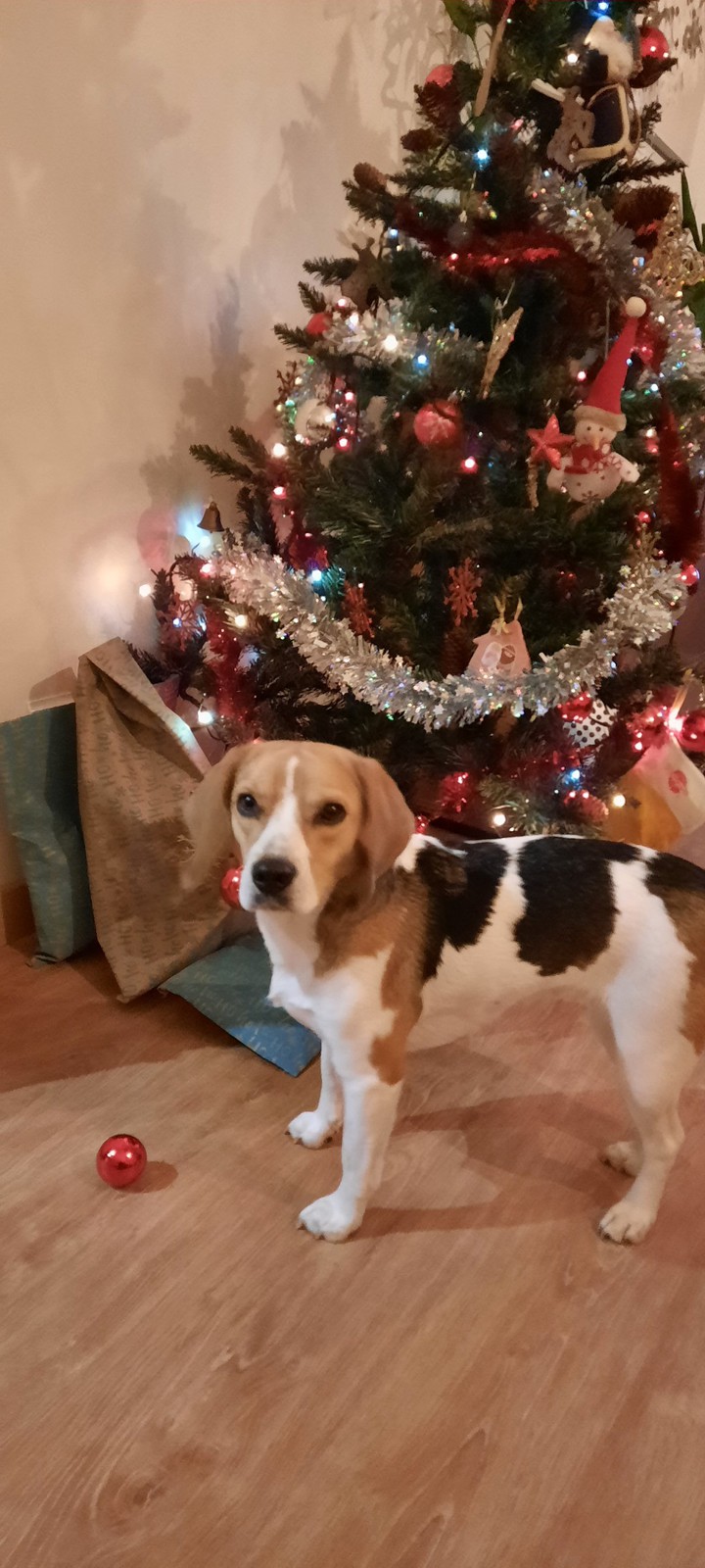 Bolas de Natal