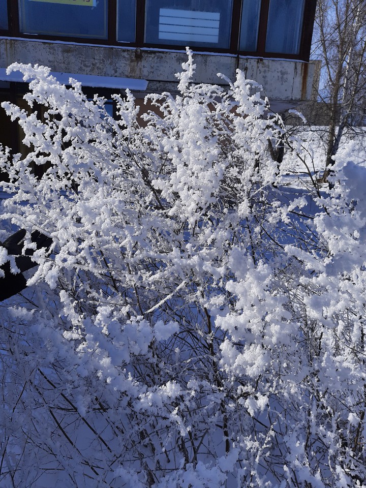 snow on the tree
