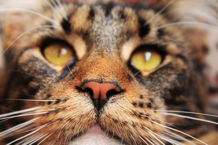 maincoon