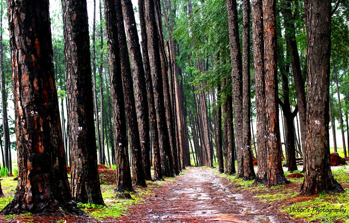 A walk in the woods