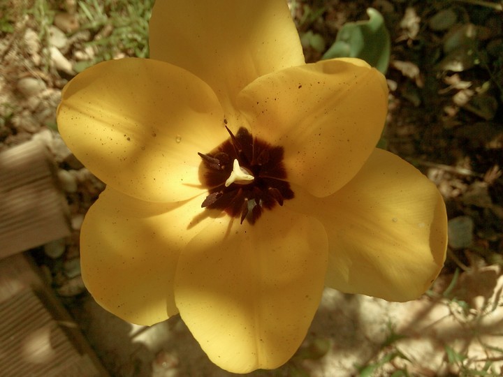 Tulipán