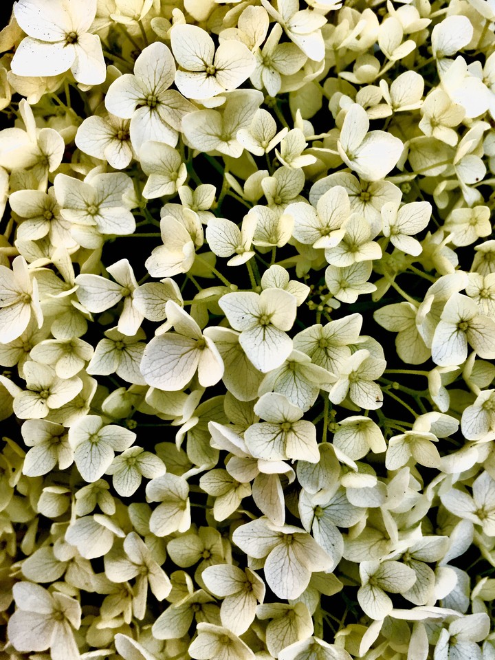 whitening blooms allaround
