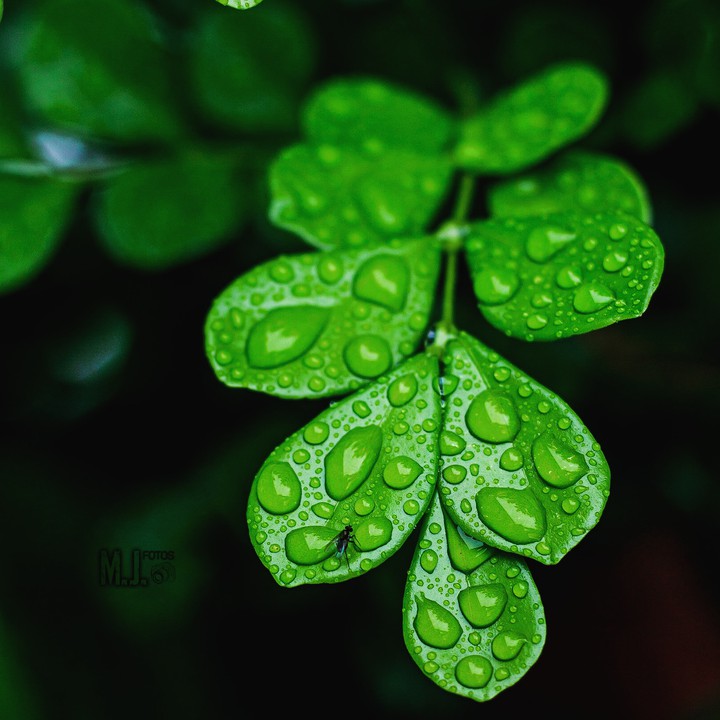 chuva ...