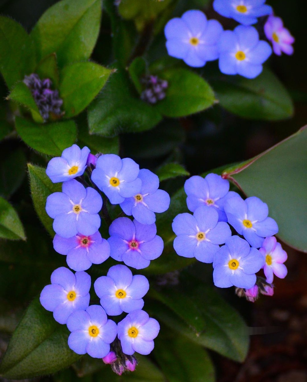 SPRING ~♡•°♧°•♡~