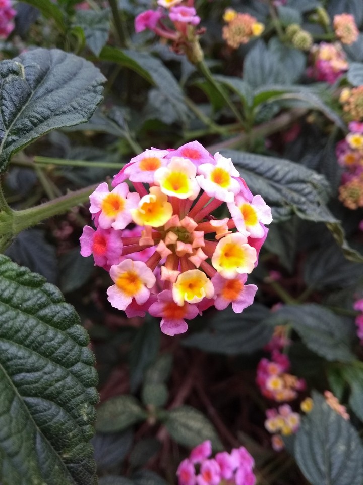 Flores silvestres