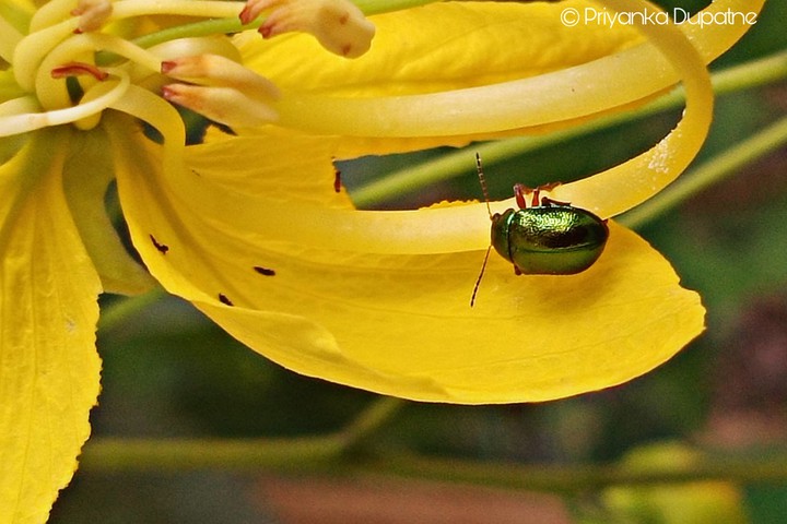 Chrysomelid beetle