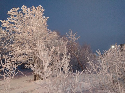 Мои любимые зимние деревья