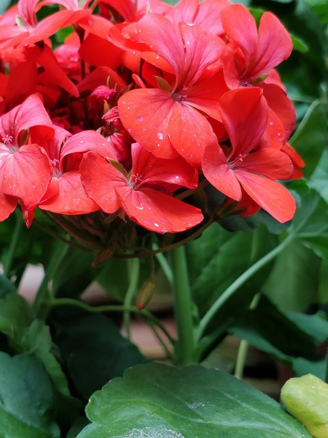redness of nature