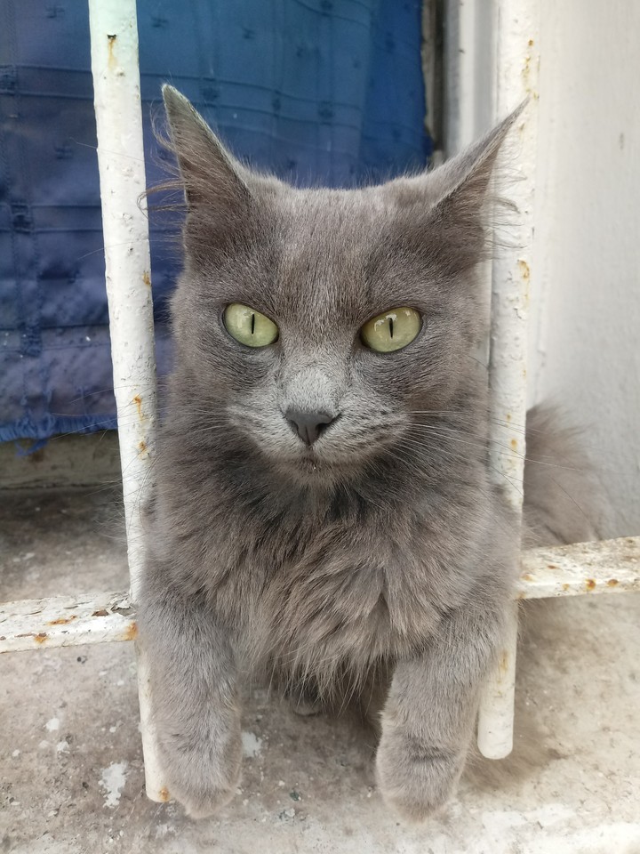 my cat