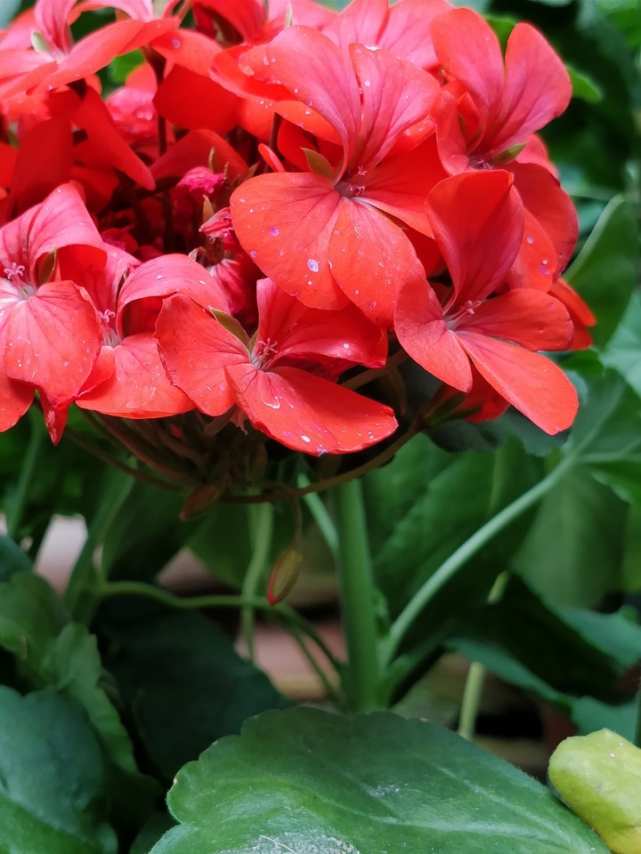 redness of nature