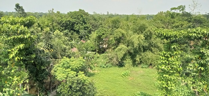 jungle