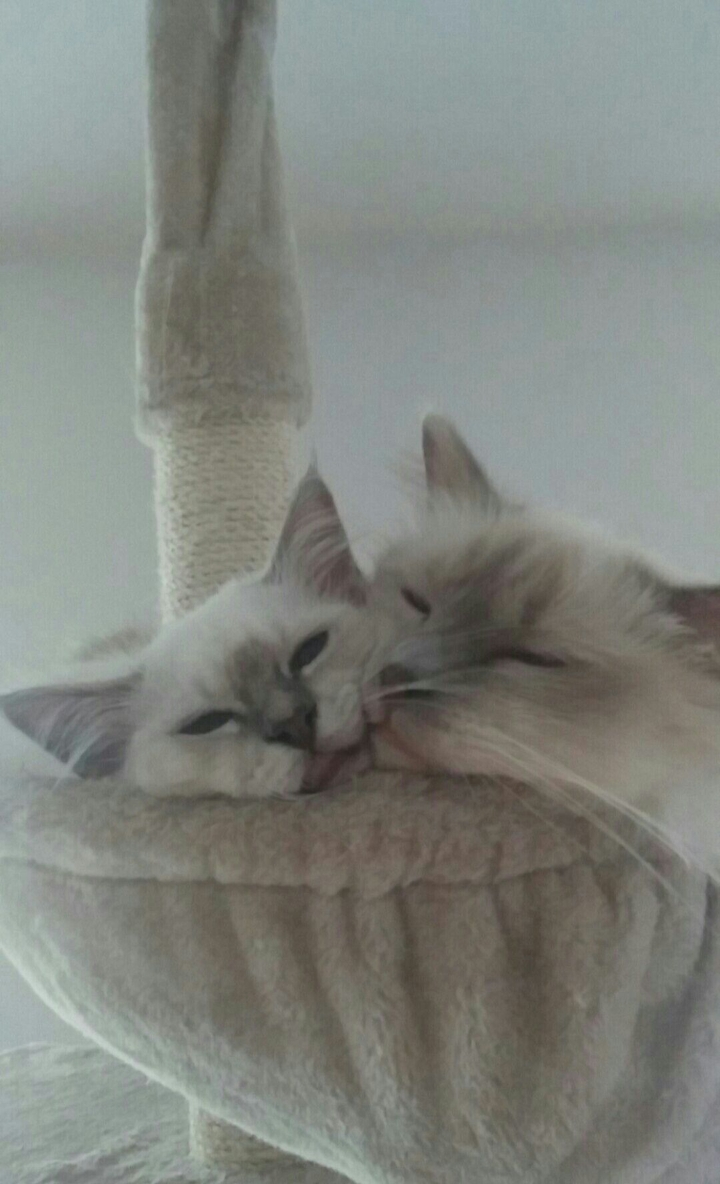 Birma cats