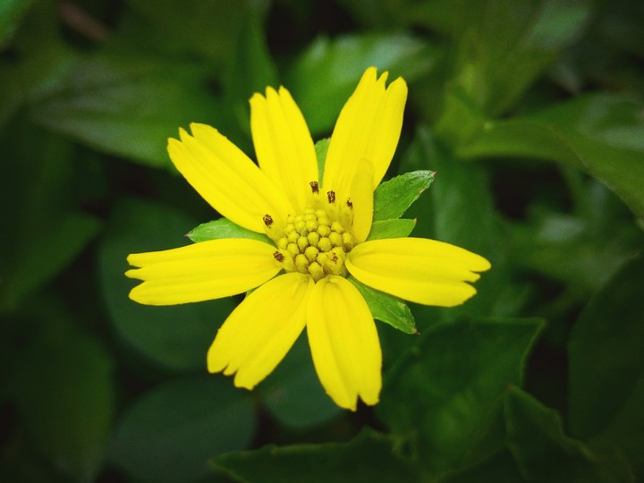 flower