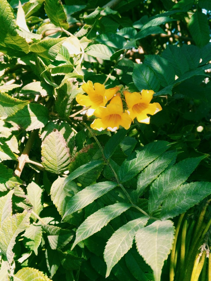 flor