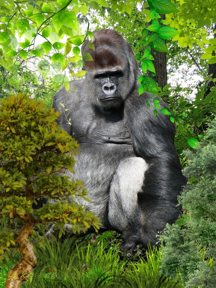 Gorilla