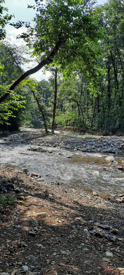 river in the jungle