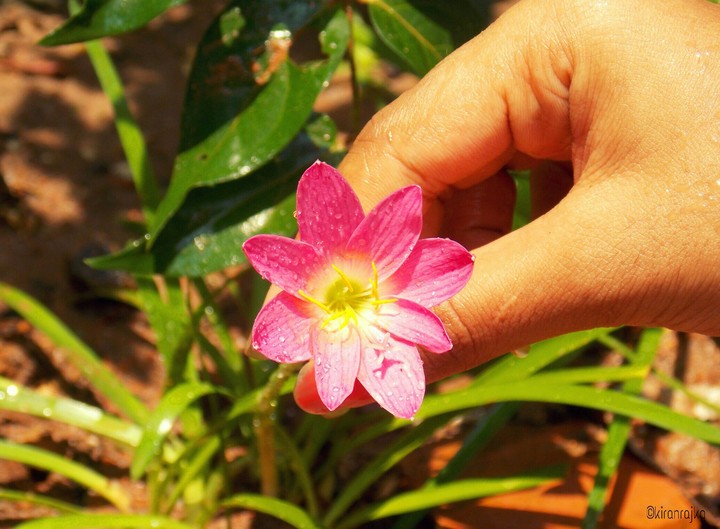 Purple Flower