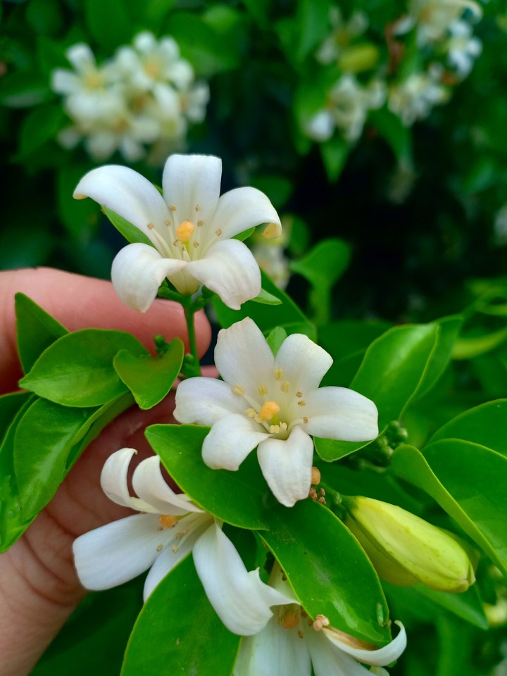 White Flower