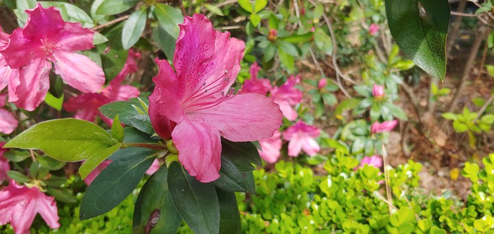 bloom