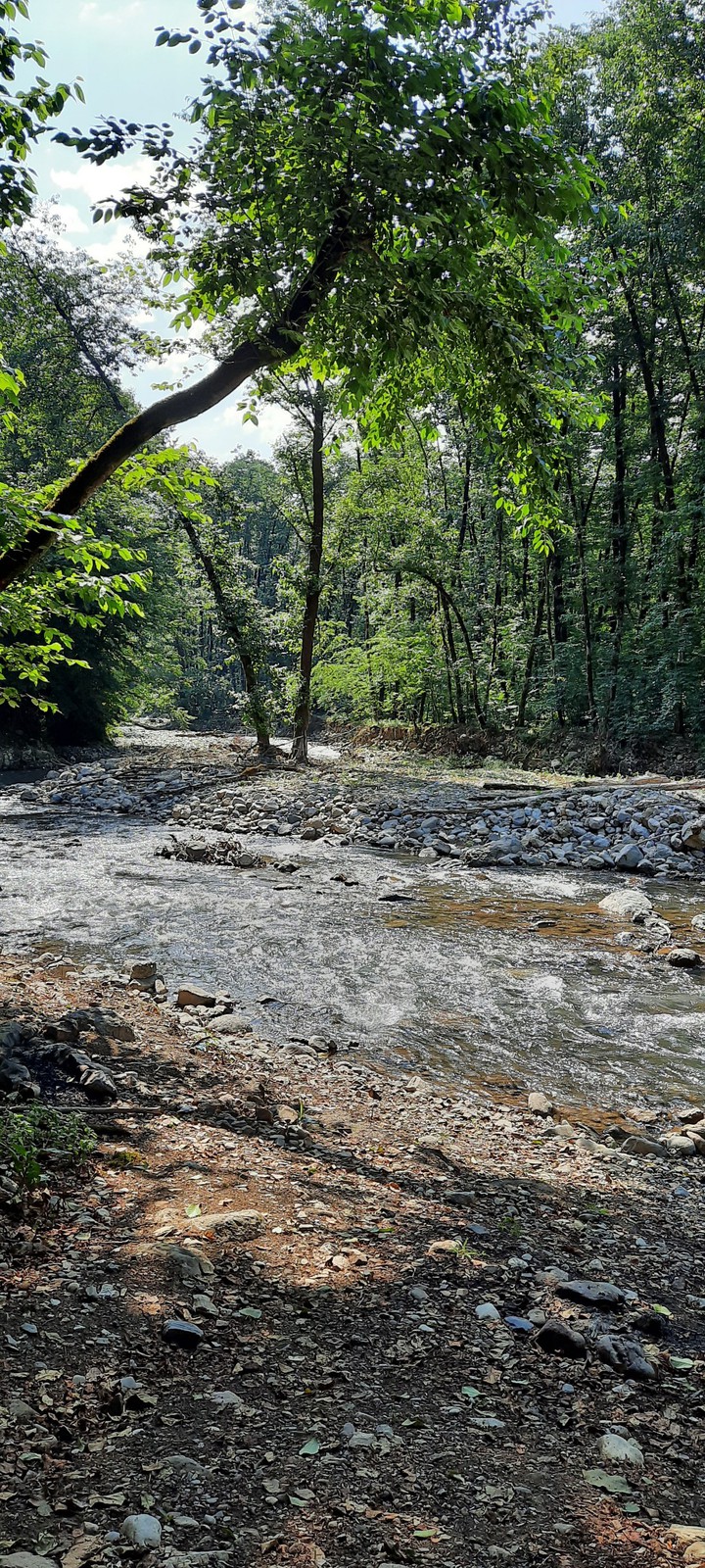 river in the jungle