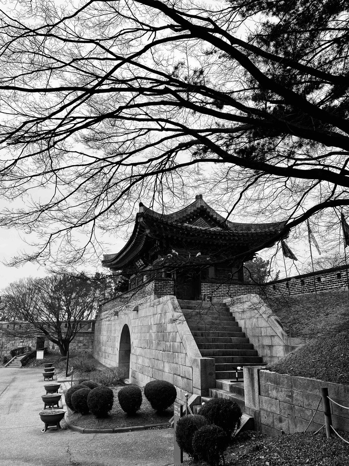 Old cattle in Korea