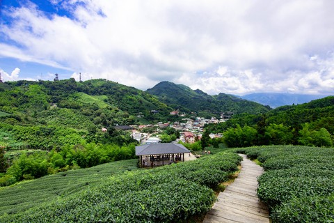 茶園