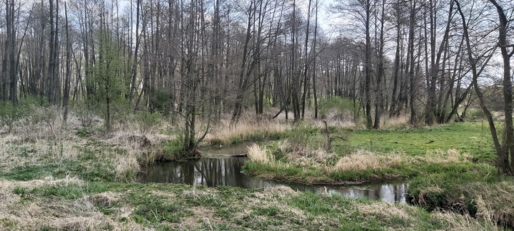 W okolicy Radomia