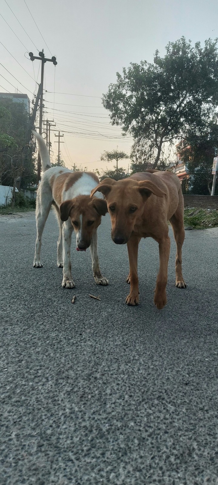 pets