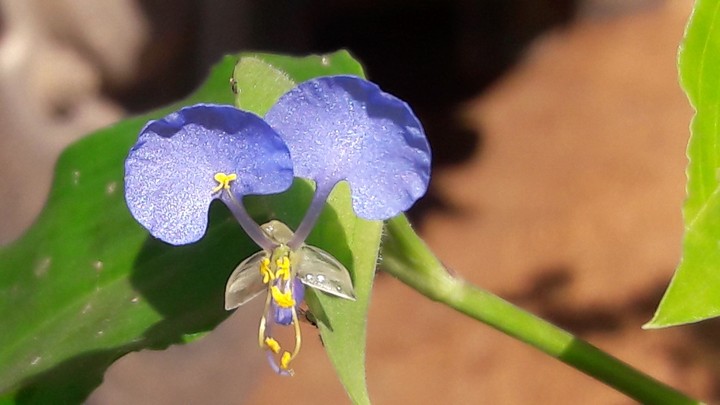 shrub flower