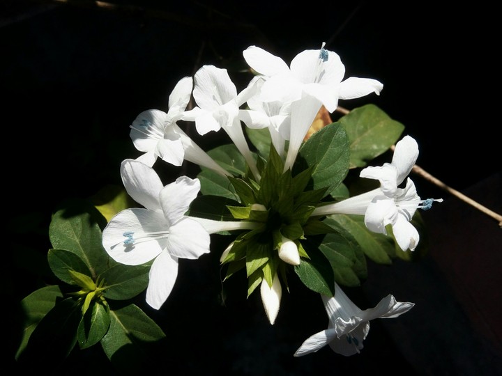 White Flower