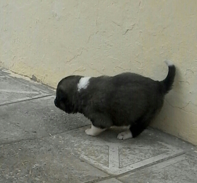 Loit