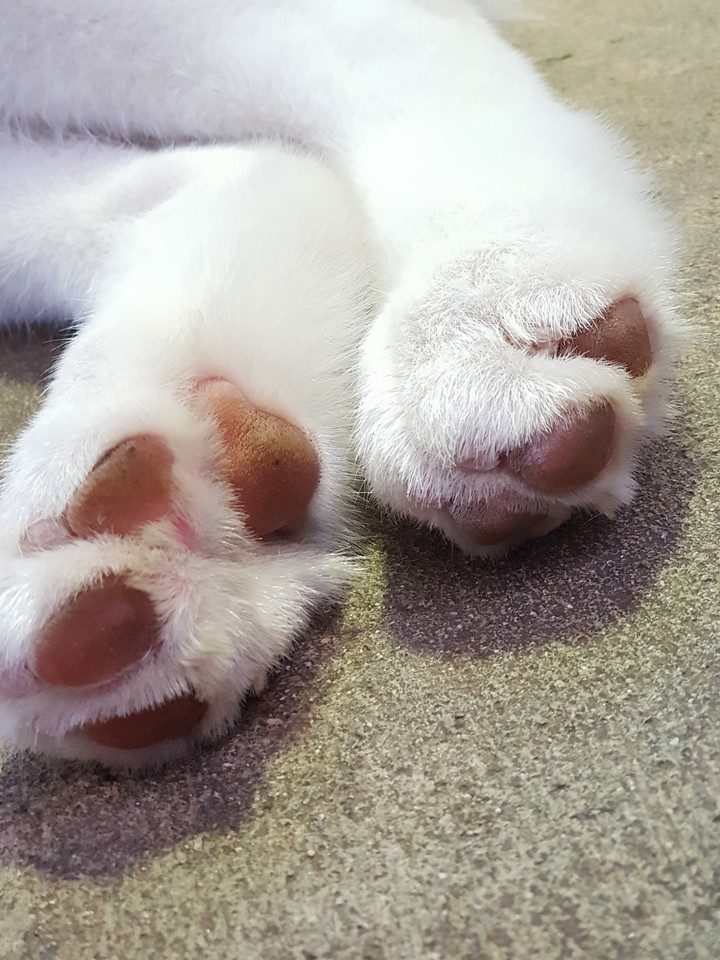 dog's paw